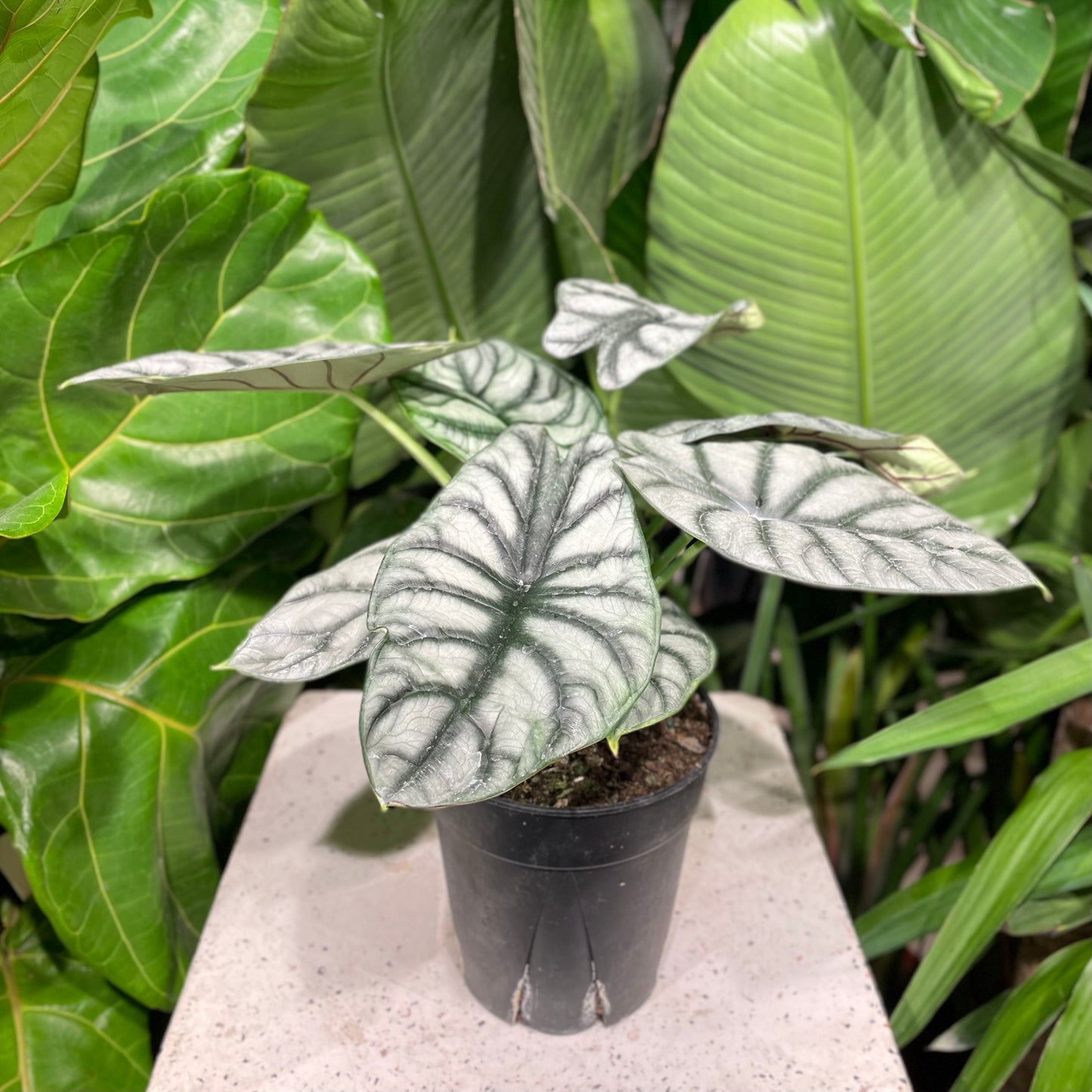 Elephant Ear (Alocasia maharani) in a 6 inch pot. Indoor plant for sale by Promise Supply for delivery and pickup in Toronto