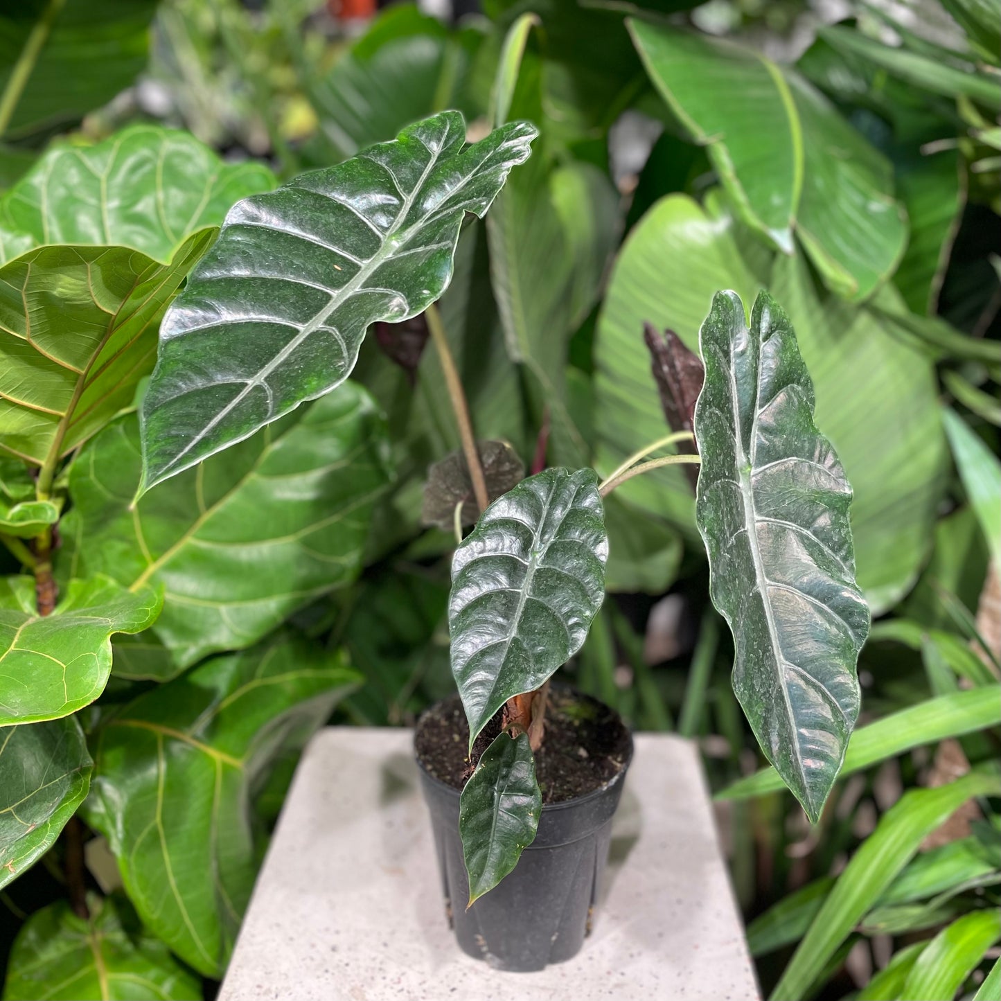 Chantrieri, Elephant Ear, Taro (Alocasia chantrieri) in a 6 inch pot. Indoor plant for sale by Promise Supply for delivery and pickup in Toronto