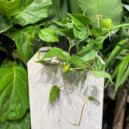 Heart Leaf Philodendron (Philodendron cordatum) in a 6 inch pot. Indoor plant for sale by Promise Supply for delivery and pickup in Toronto