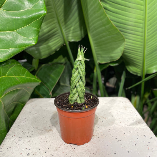 Spear Snake plant (Sansevieria cylindrica) in a 4 inch pot. Indoor plant for sale by Promise Supply for delivery and pickup in Toronto