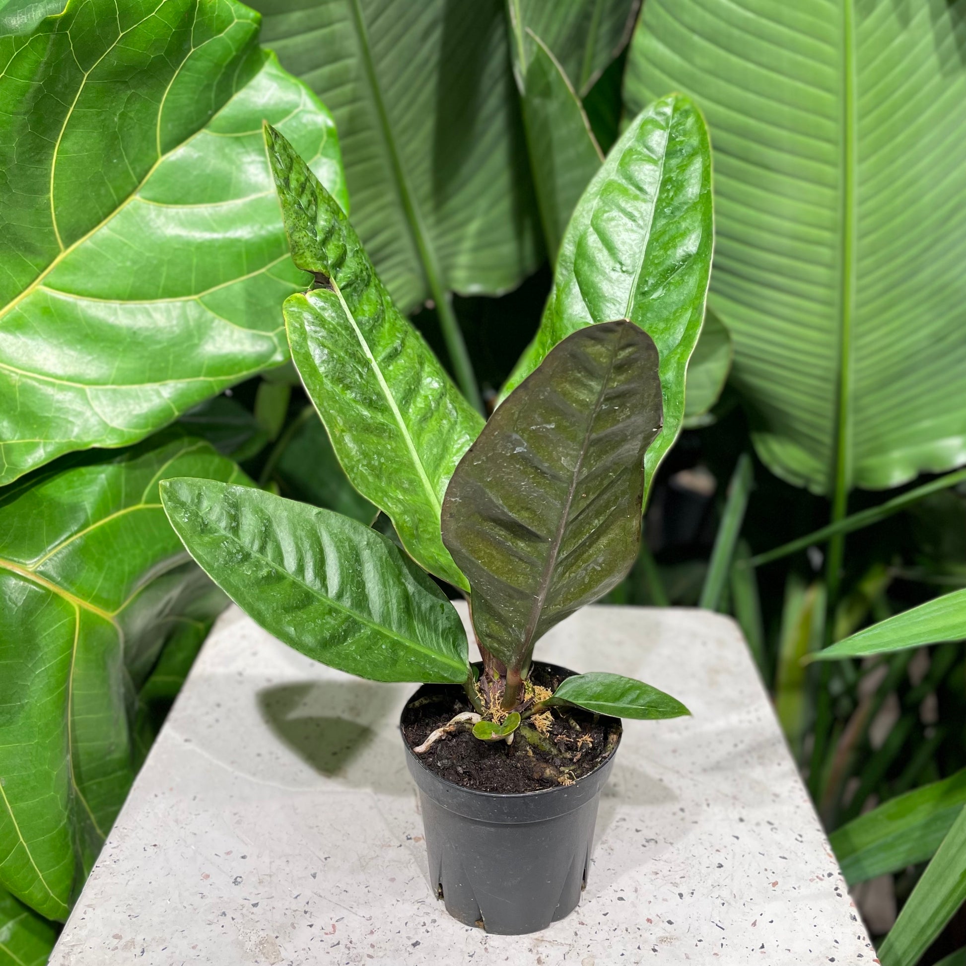 anthurium superbum for sale Superbum Laceleaf: Anthurium - 4" Pot