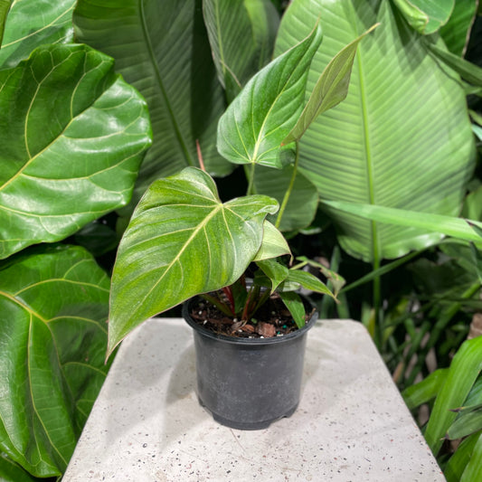 Summer Glory Philo (Philodendron) in a 6 inch pot. Indoor plant for sale by Promise Supply for delivery and pickup in Toronto