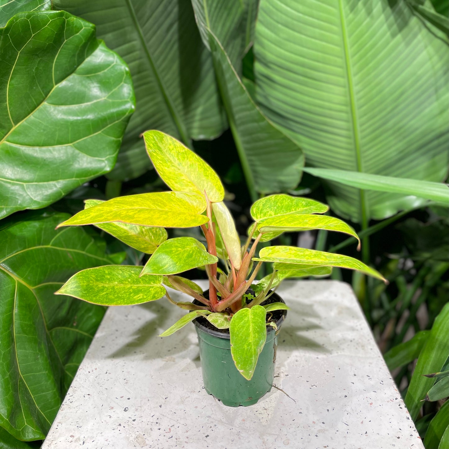 Painted Lady Philo (Philodendron) in a 4 inch pot. Indoor plant for sale by Promise Supply for delivery and pickup in Toronto