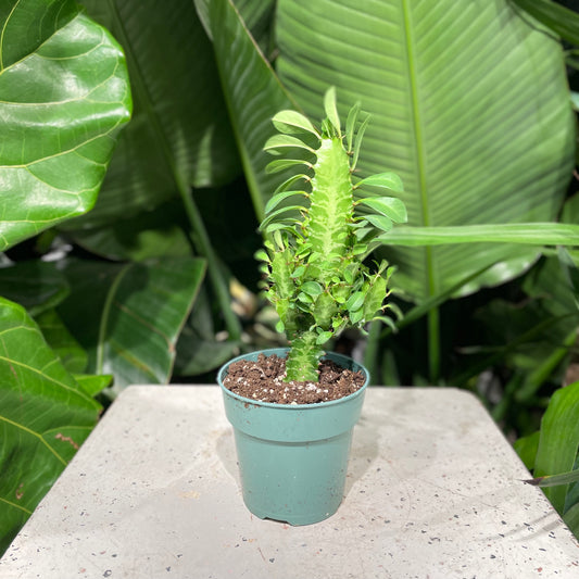 Green African Milk Tree Cactus (Euphorbia trigona) in a 4 inch pot. Indoor plant for sale by Promise Supply for delivery and pickup in Toronto