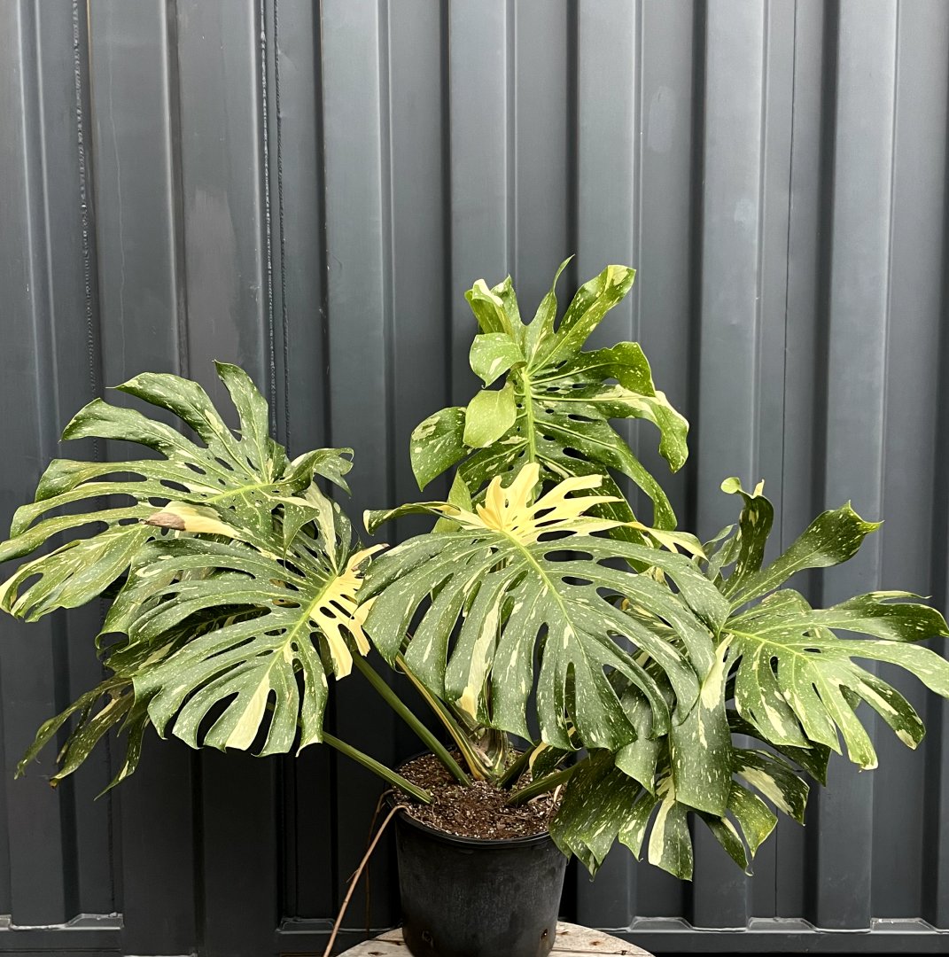 Variegated Monstera (Monstera deliciosa 'Thai Constellation') in a 14 inch pot. Indoor plant for sale by Promise Supply for delivery and pickup in Toronto