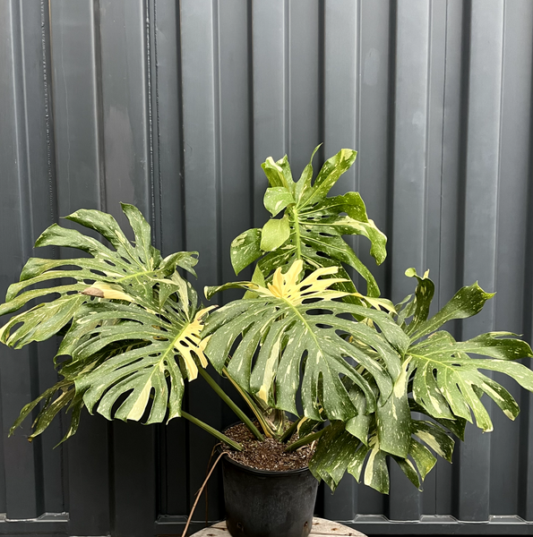 Thai Constellation Monstera | Monstera deliciosa 'Thai