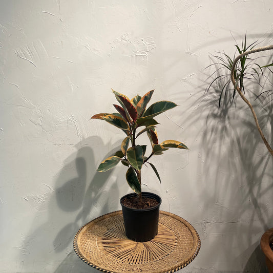 Tineke Rubber Tree: Ficus elastica - 8 inch pot - 2.5 foot tall