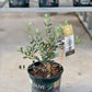 Olive Tree (Olea europaea 'Arbequina') in a 8 inch pot. Indoor plant for sale by Promise Supply for delivery and pickup in Toronto