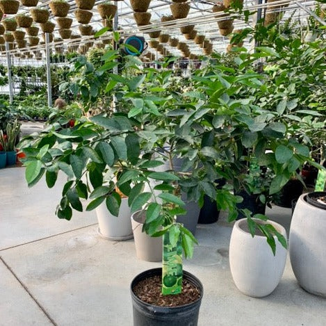 Lime Tree (Citrus × various varieties) in a 16 inch pot. Indoor plant for sale by Promise Supply for delivery and pickup in Toronto