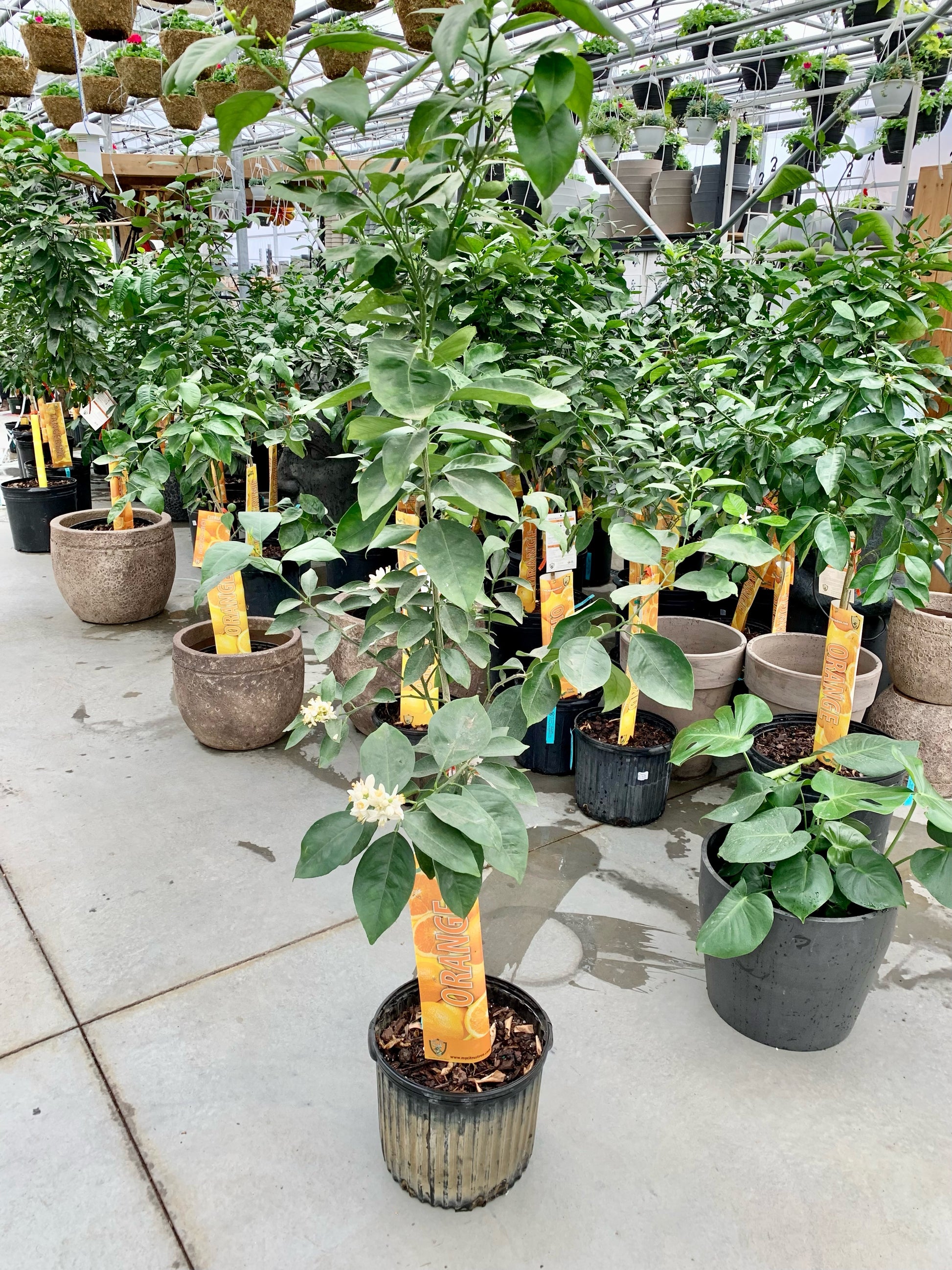 indoor tangerine plant Orange Tree: Citrus × Sinensis - 12" Pot
