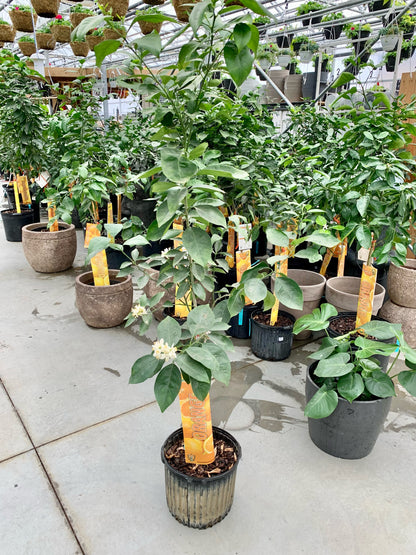 Orange Tree (Citrus × sinensis) in a 12 inch pot. Indoor plant for sale by Promise Supply for delivery and pickup in Toronto