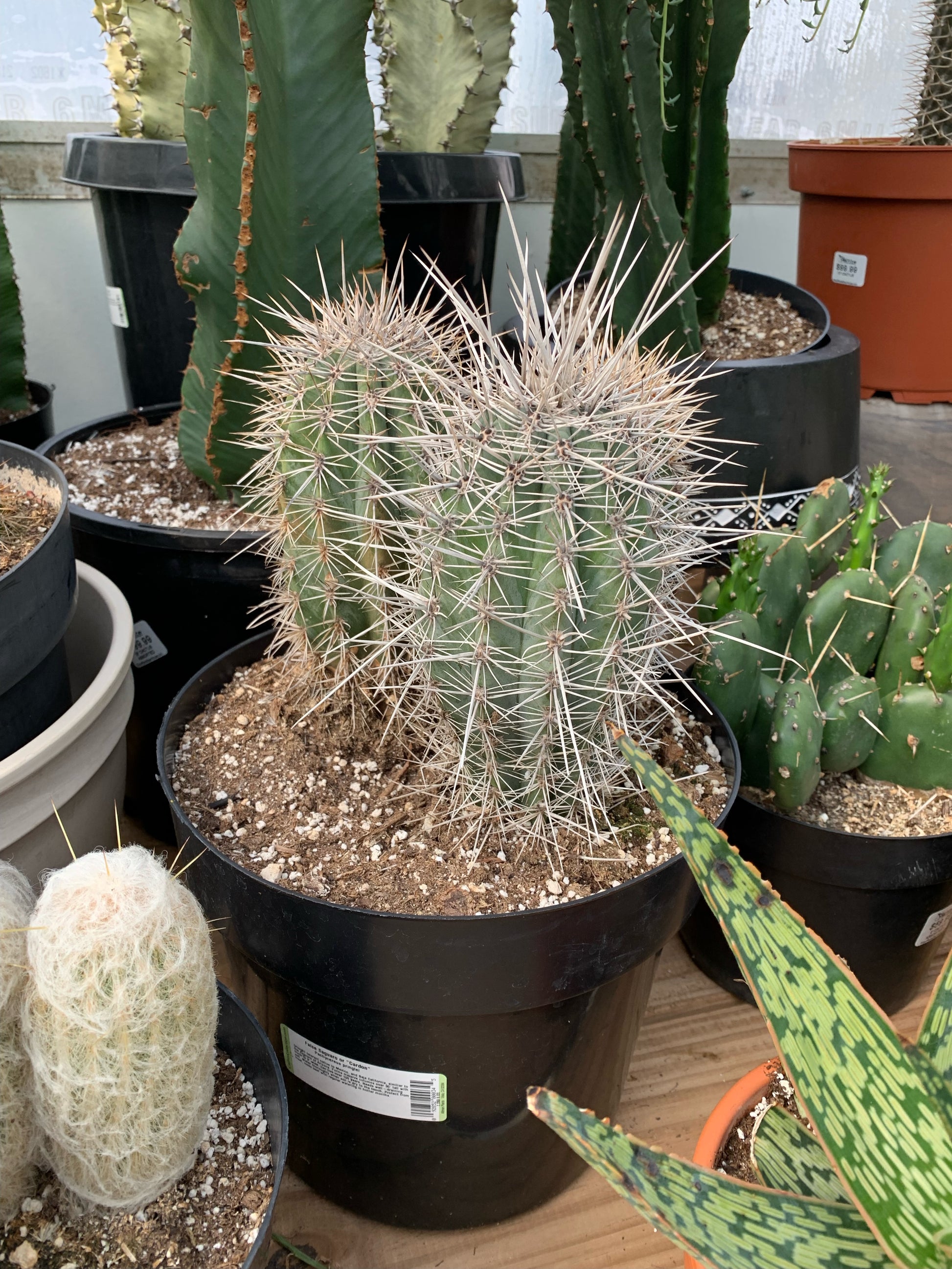 Elephant Cactus (Trichocereus grandiflorus) in a 10 inch pot. Indoor plant for sale by Promise Supply for delivery and pickup in Toronto
