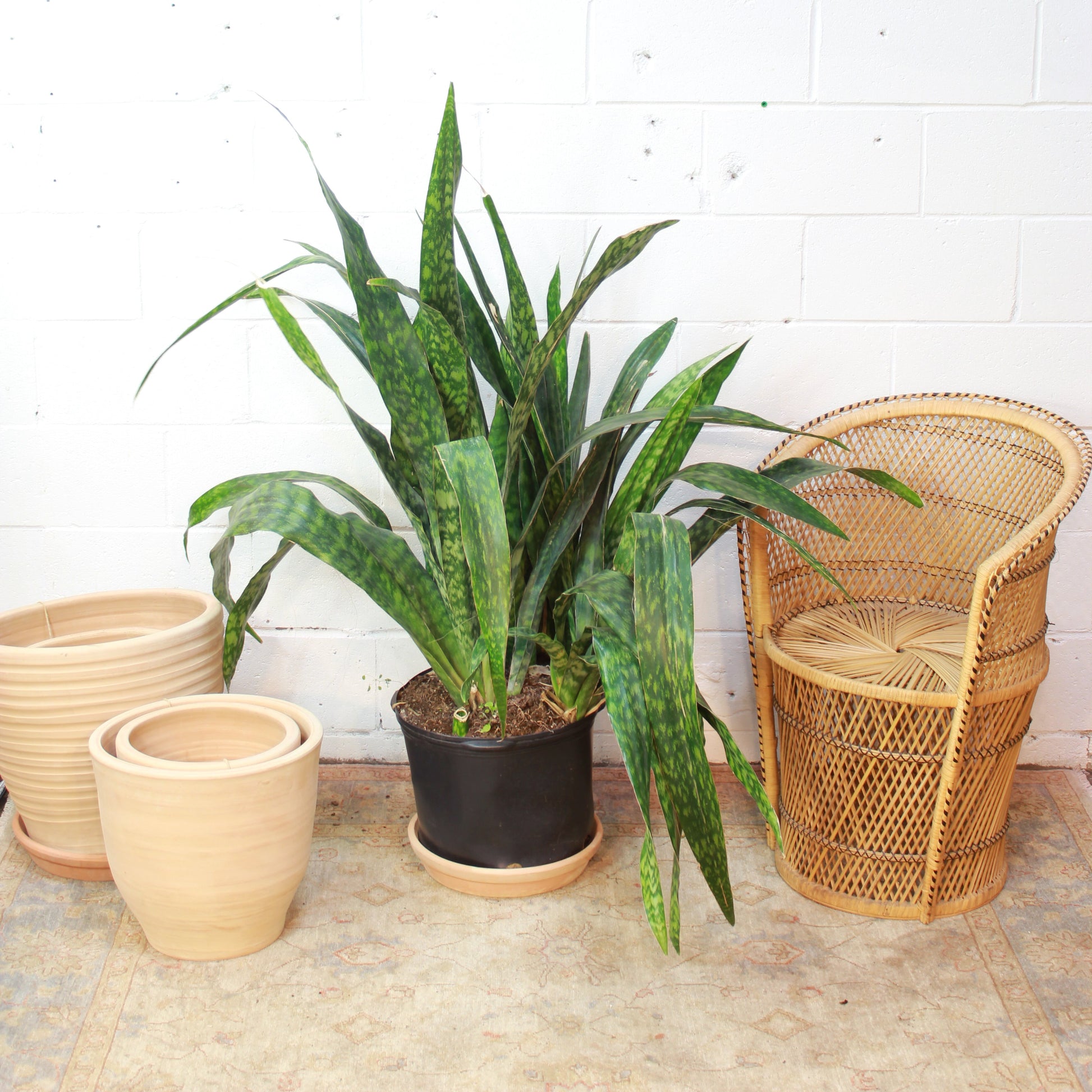 Snake Plant, Mother in Law's Tongue, Viper's Bowstring Hemp (Sansevieria trifasciata) in a 14 inch pot. Indoor plant for sale by Promise Supply for delivery and pickup in Toronto
