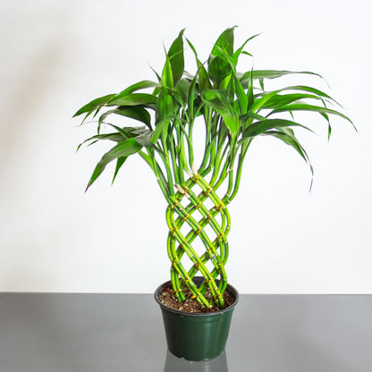 Lucky Bamboo (Dracaena braunii) in a 12 inch pot. Indoor plant for sale by Promise Supply for delivery and pickup in Toronto