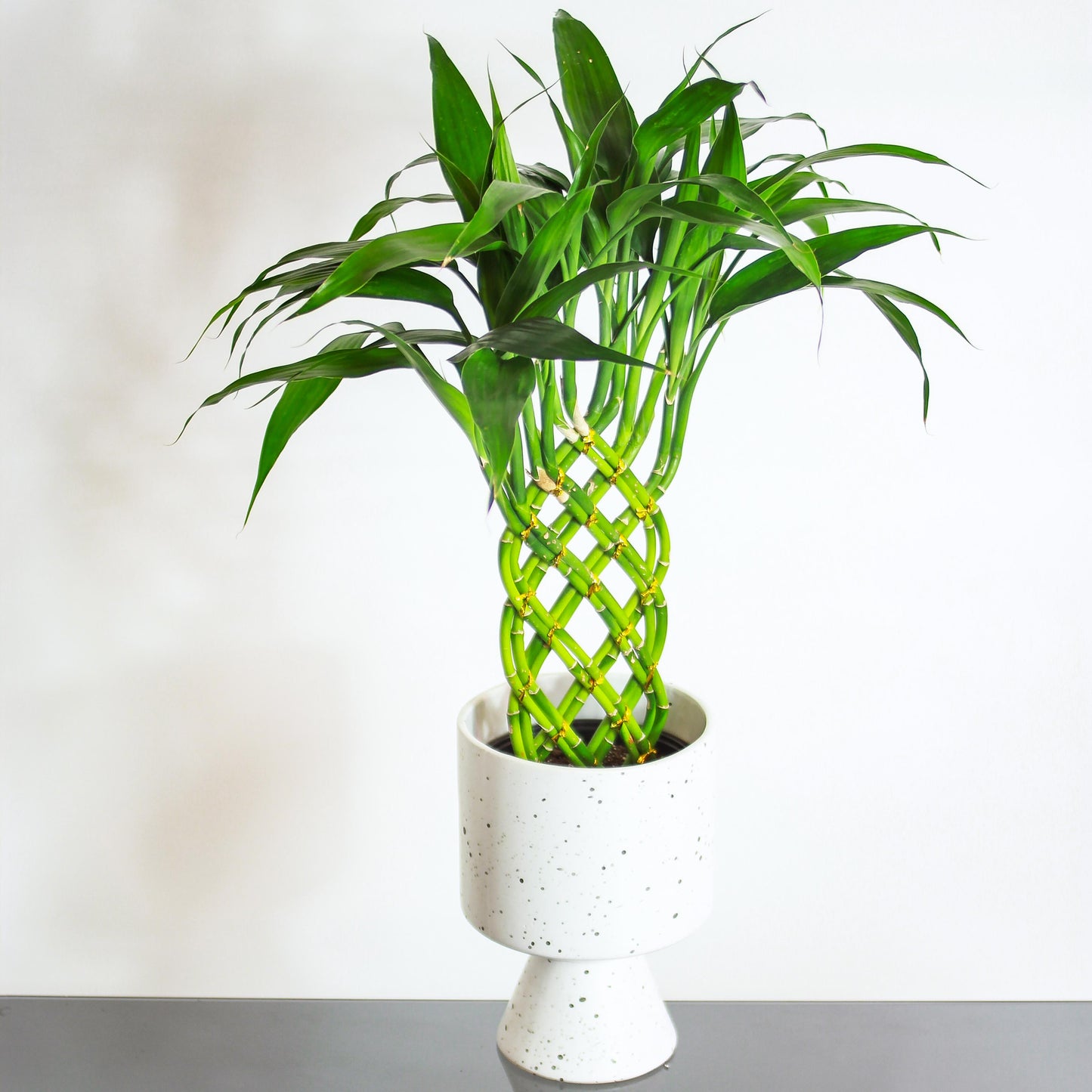 lucky bamboo trellis Lucky Bamboo 12 Stem Dracaena - 6" Pot