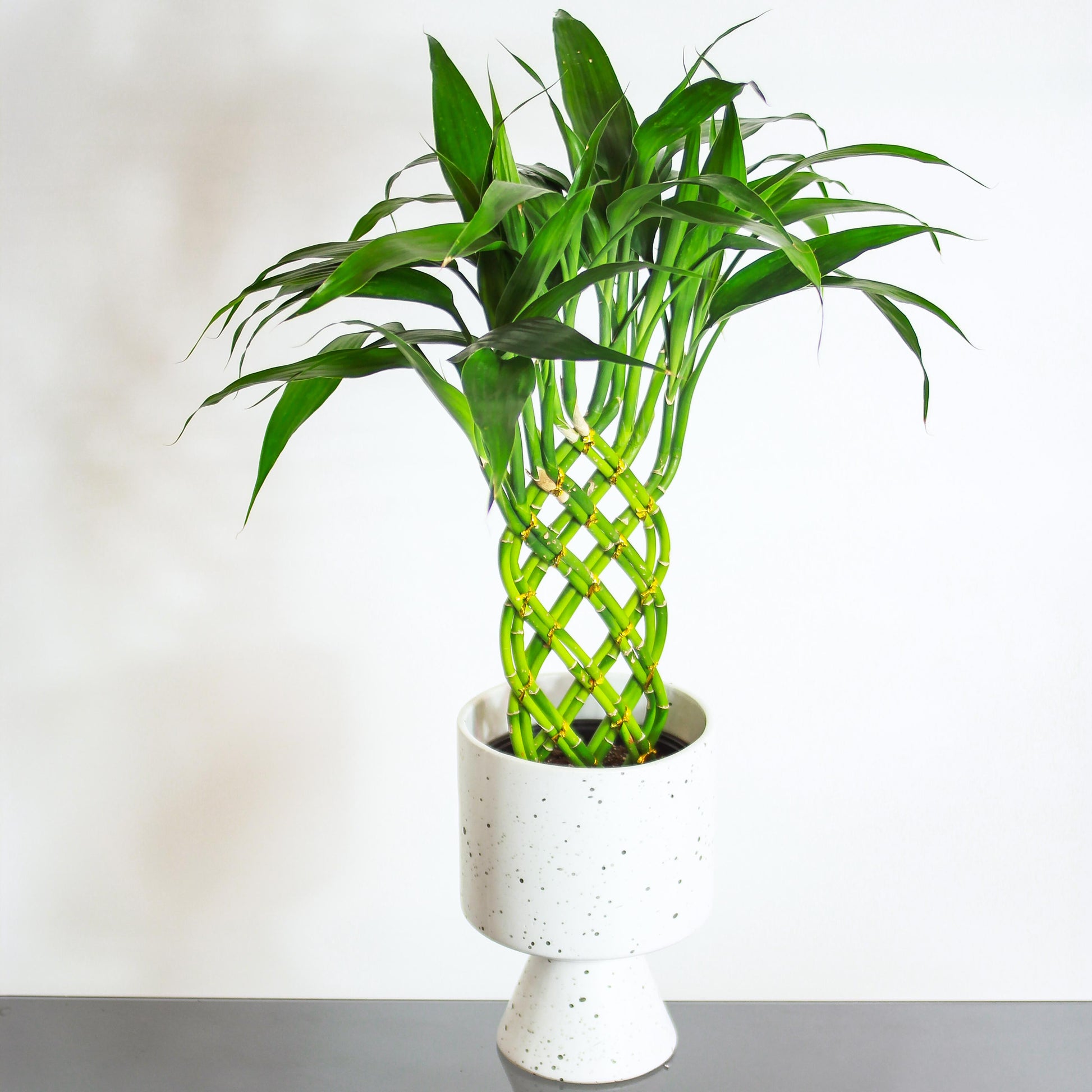 lucky bamboo decoration Lucky Bamboo 12 Stem Dracaena - 6" Pot
