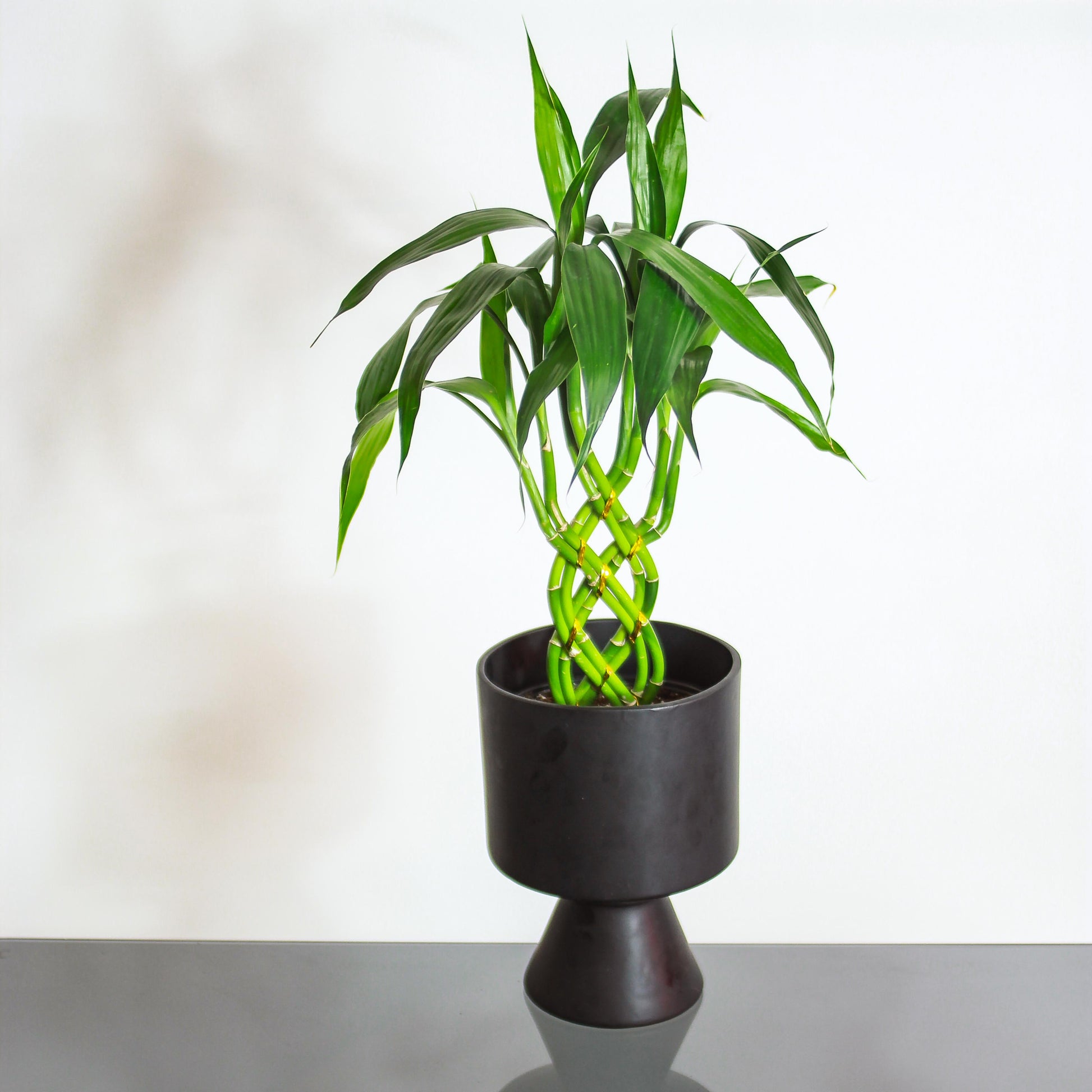 Lucky Bamboo 8 Stem (Dracaena braunii) in a 8 inch pot. Indoor plant for sale by Promise Supply for delivery and pickup in Toronto