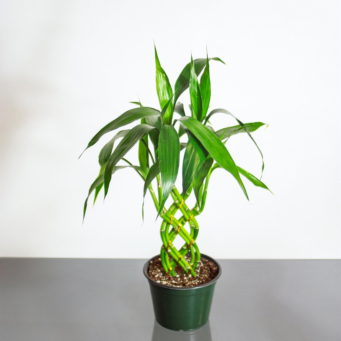 lucky bamboo black spots on stem Lucky Bamboo 8 Stem Dracaena - 6" Pot