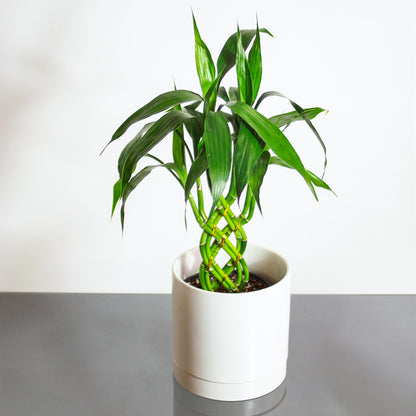 Lucky Bamboo 8 Stem (Dracaena braunii) in a 8 inch pot. Indoor plant for sale by Promise Supply for delivery and pickup in Toronto