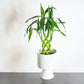 Lucky Bamboo 8 Stem (Dracaena braunii) in a 8 inch pot. Indoor plant for sale by Promise Supply for delivery and pickup in Toronto