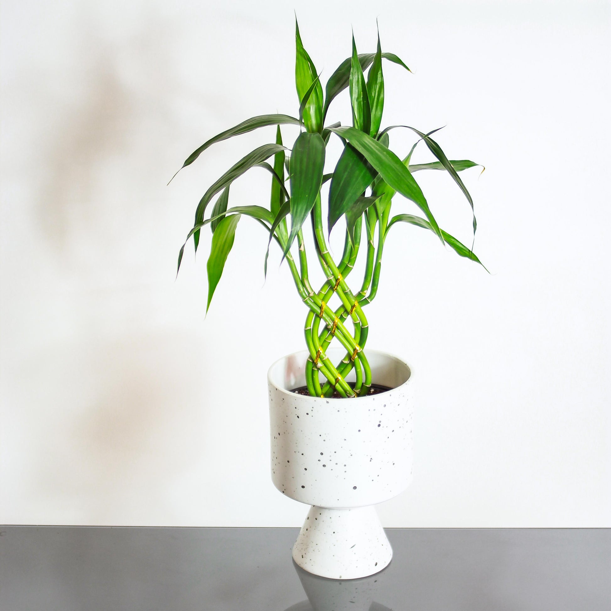 lucky bamboo toronto Lucky Bamboo 8 Stem Dracaena - 6" Pot