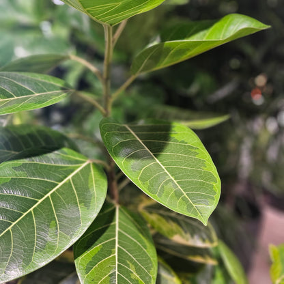 Yellow Gem Fig Tree (Ficus altissima) in a 12 inch pot. Indoor plant for sale by Promise Supply for delivery and pickup in Toronto