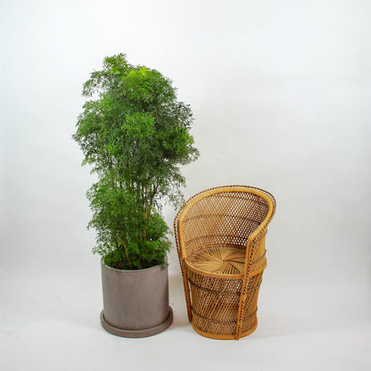 Ming Aralia (Polyscias fruticosa) in a 14 inch pot. Indoor plant for sale by Promise Supply for delivery and pickup in Toronto