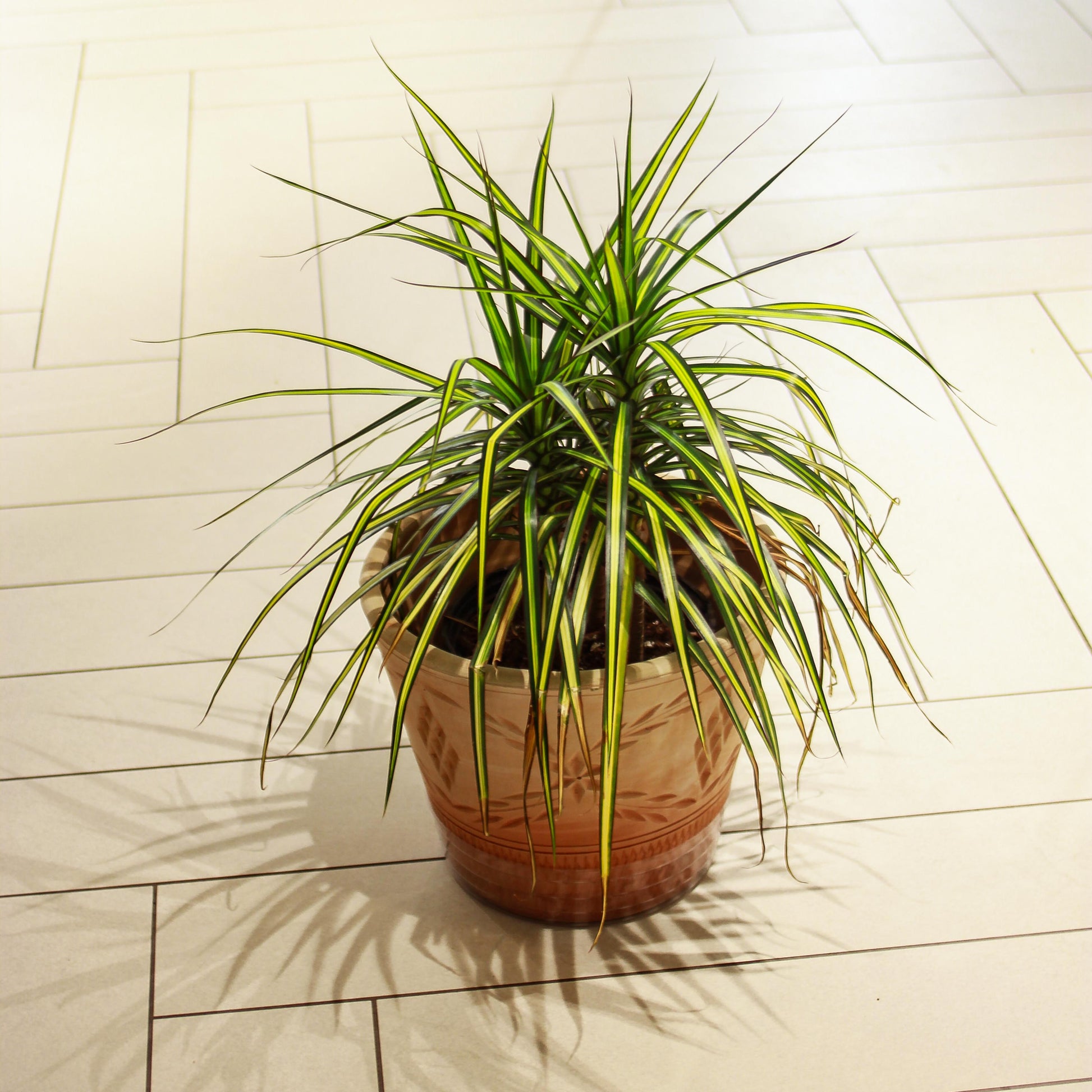 dracaena marginata kiwi care Kiwi Dragon Bush: Marginata - 10" Pot