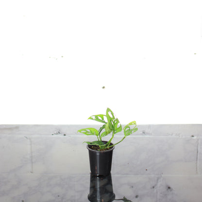 Swiss Cheese Monstera (Monstera adansonii) in a 4 inch pot. Indoor plant for sale by Promise Supply for delivery and pickup in Toronto