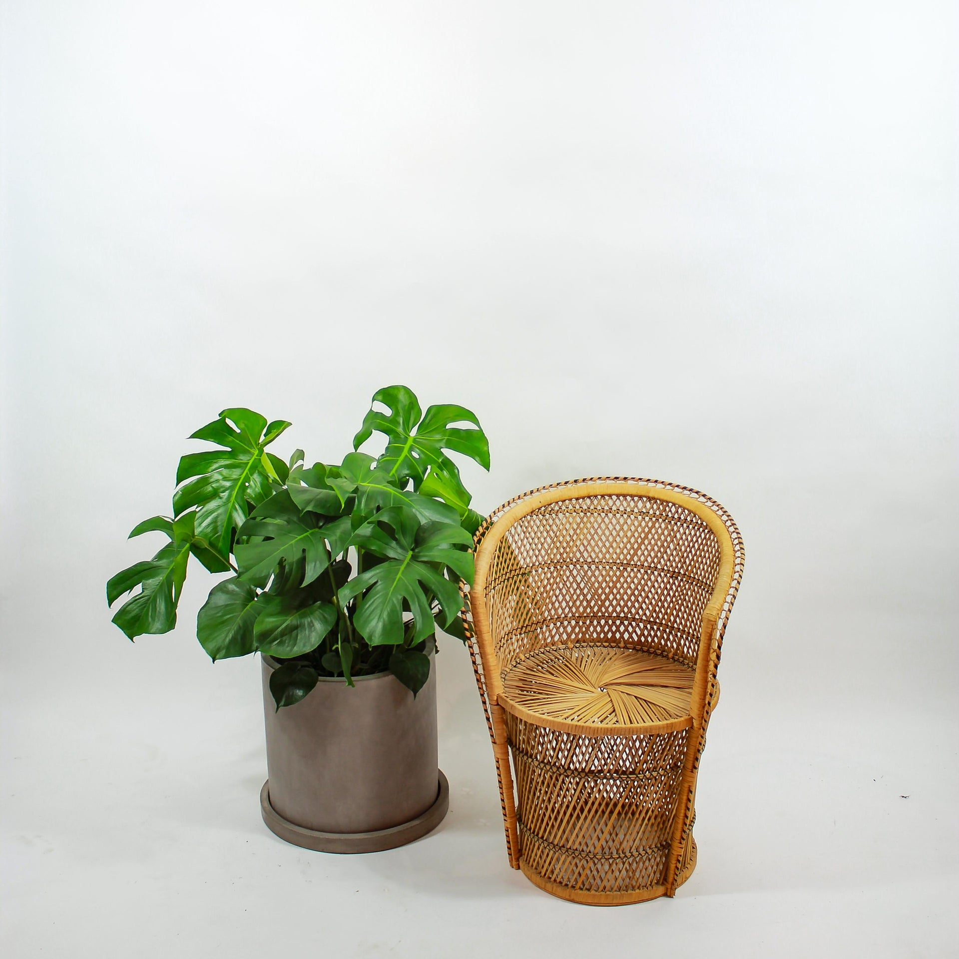 Swiss Cheese Plant: Monstera deliciosa - 12 inch pot - 2-3 foot tall