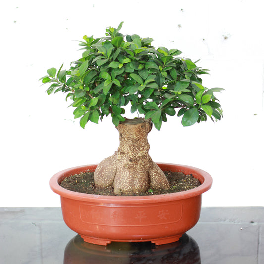 Ginseng Ficus (Ficus retusa) in a 15 inch pot. Indoor plant for sale by Promise Supply for delivery and pickup in Toronto