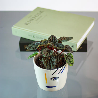 Dark Ripple Peperomia (Peperomia caperata 'Dark') in a 4 inch pot. Indoor plant for sale by Promise Supply for delivery and pickup in Toronto