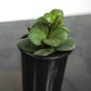 Peperomia Hope (Peperomia perciliata) in a 4 inch pot. Indoor plant for sale by Promise Supply for delivery and pickup in Toronto