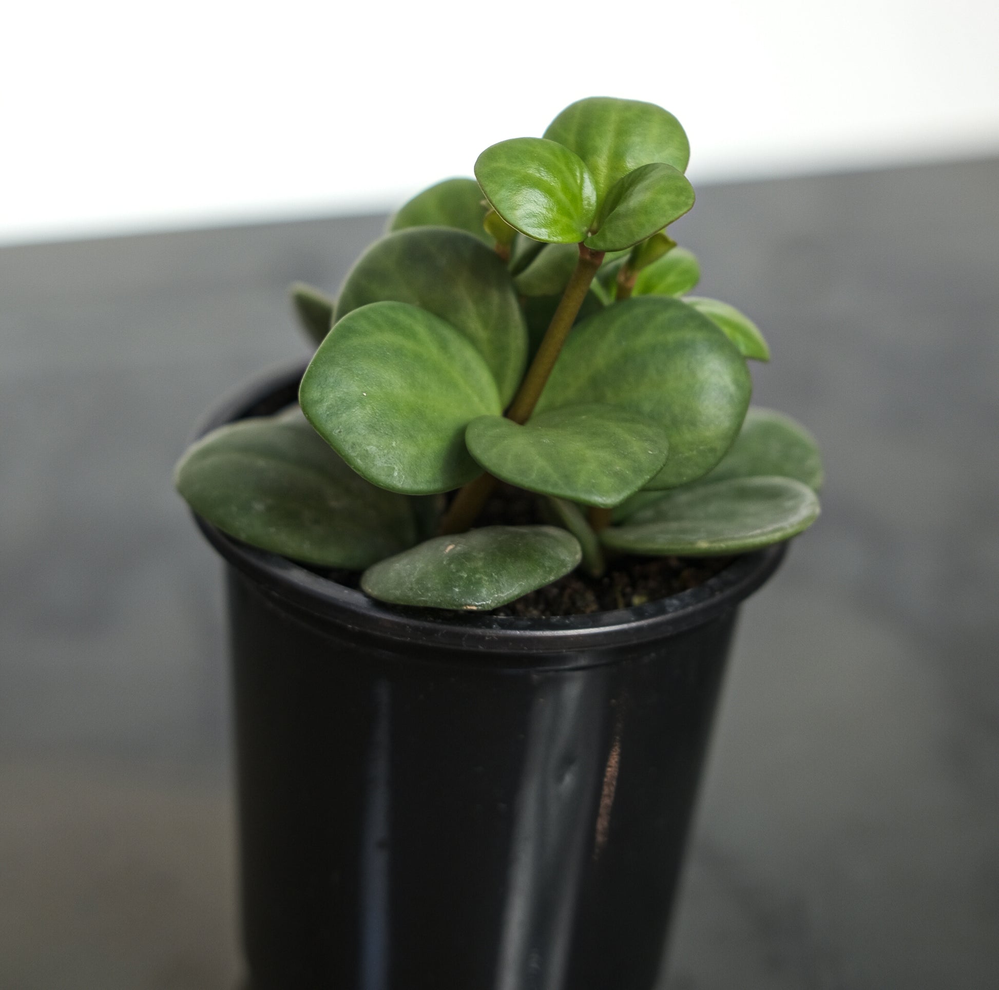 Peperomia Hope (Peperomia perciliata) in a 4 inch pot. Indoor plant for sale by Promise Supply for delivery and pickup in Toronto