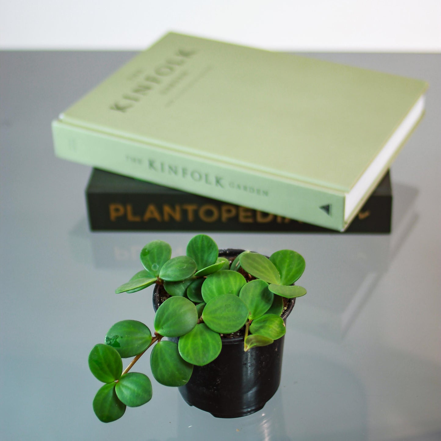 Peperomia Hope (Peperomia perciliata) in a 4 inch pot. Indoor plant for sale by Promise Supply for delivery and pickup in Toronto