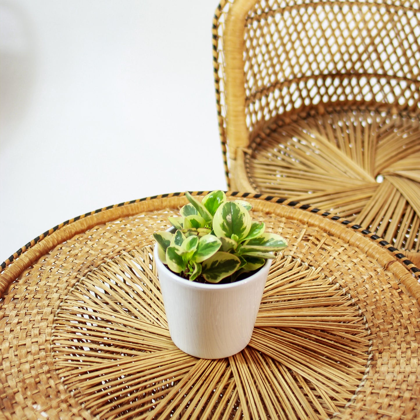 Variegated Baby Rubber Plant (Peperomia obtusifolia) in a 5 inch pot. Indoor plant for sale by Promise Supply for delivery and pickup in Toronto