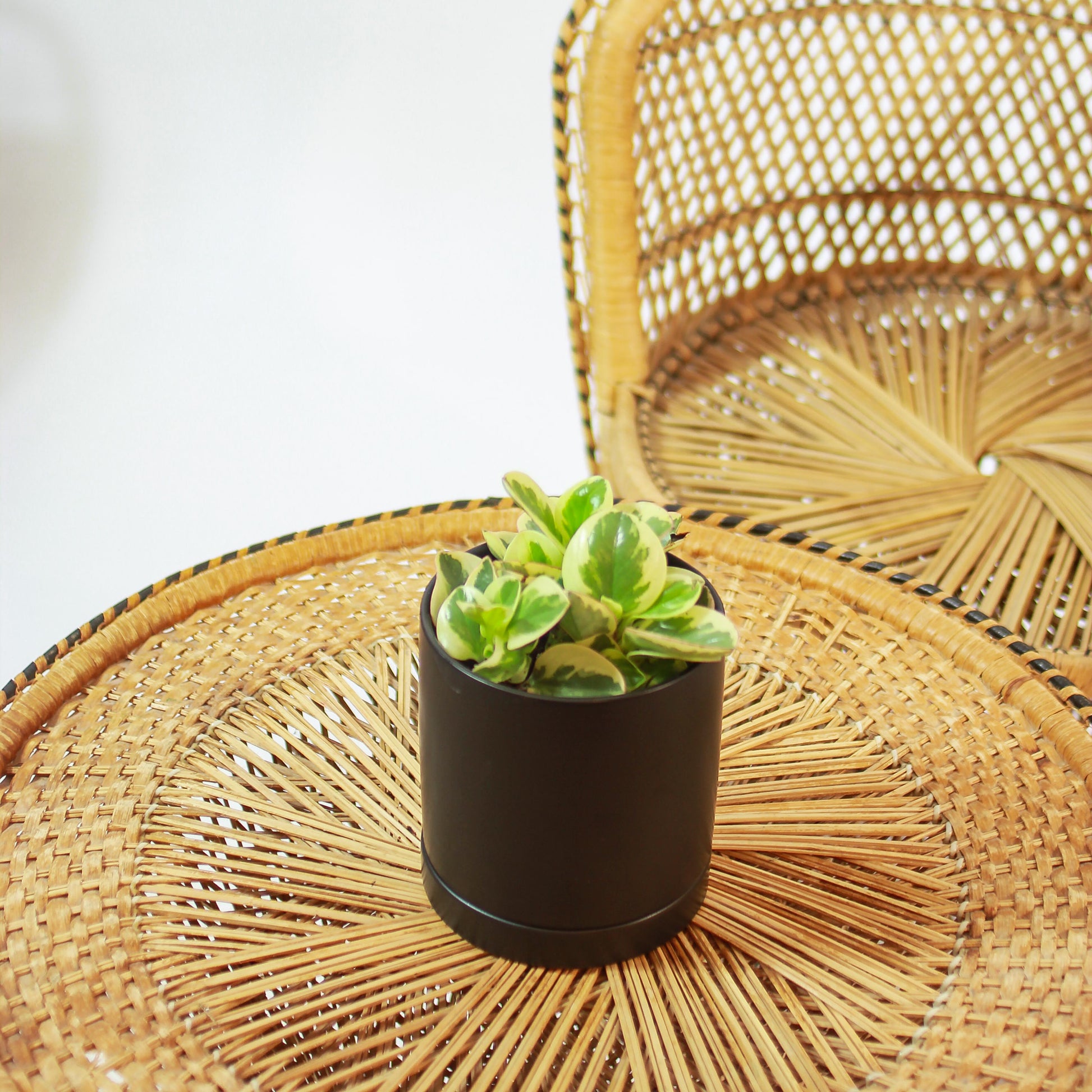 Variegated Baby Rubber Plant (Peperomia obtusifolia) in a 5 inch pot. Indoor plant for sale by Promise Supply for delivery and pickup in Toronto