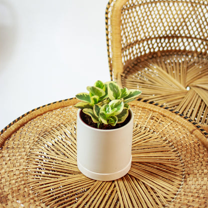 Variegated Baby Rubber Plant (Peperomia obtusifolia) in a 5 inch pot. Indoor plant for sale by Promise Supply for delivery and pickup in Toronto