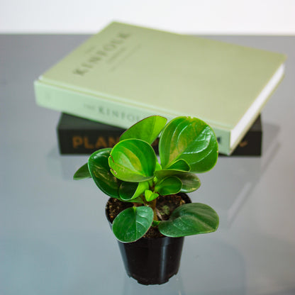 Green Baby Rubber Plant (Peperomia obtusifolia) in a 4 inch pot. Indoor plant for sale by Promise Supply for delivery and pickup in Toronto