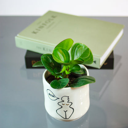 Green Baby Rubber Plant (Peperomia obtusifolia 'Red Edge') in a 4 inch pot. Indoor plant for sale by Promise Supply for delivery and pickup in Toronto