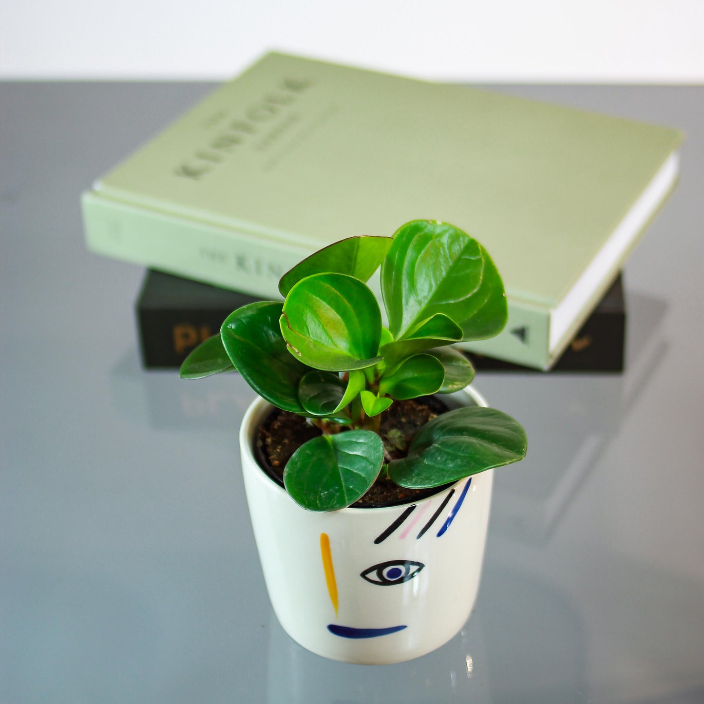 Green Baby Rubber Plant (Peperomia obtusifolia 'Red Edge') in a 4 inch pot. Indoor plant for sale by Promise Supply for delivery and pickup in Toronto