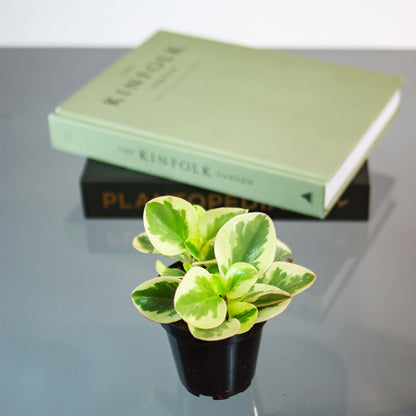 Variegated Baby Rubber Plant (Peperomia obtusifolia) in a 4 inch pot. Indoor plant for sale by Promise Supply for delivery and pickup in Toronto