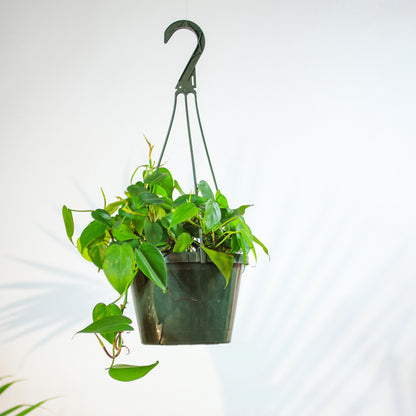 Heart Leaf Philo, Pothos (Philodendron cordatum) in a 10 inch pot. Indoor plant for sale by Promise Supply for delivery and pickup in Toronto