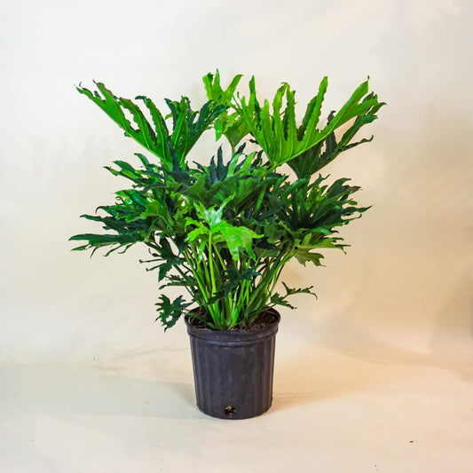 Selloum (Philodendron) in a 10 inch pot. Indoor plant for sale by Promise Supply for delivery and pickup in Toronto