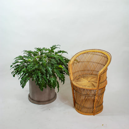 Winderbourn Philo (Philodendron xanadu) in a 14 inch pot. Indoor plant for sale by Promise Supply for delivery and pickup in Toronto