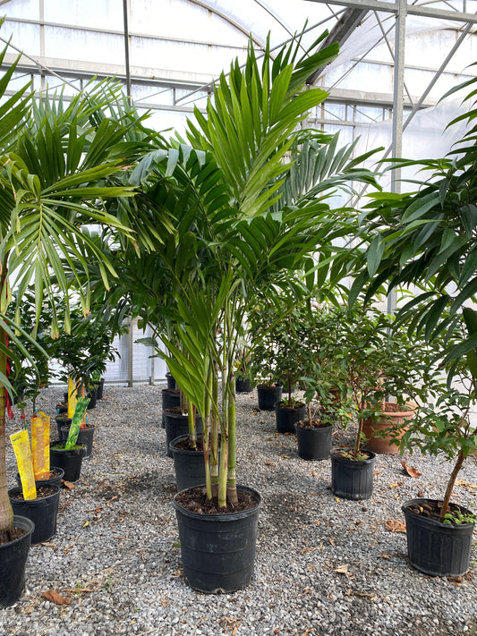 Christmas Palm (Adonidia merrillii) in a 17 inch pot. Indoor plant for sale by Promise Supply for delivery and pickup in Toronto