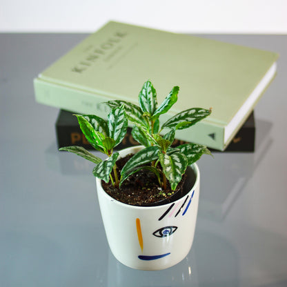 Aluminum Plant (Pilea cadierei 'Variegata') in a 4 inch pot. Indoor plant for sale by Promise Supply for delivery and pickup in Toronto