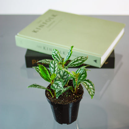 Aluminum Plant (Pilea cadierei) in a 4 inch pot. Indoor plant for sale by Promise Supply for delivery and pickup in Toronto