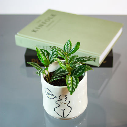 Aluminum Plant (Pilea cadierei 'Variegata') in a 4 inch pot. Indoor plant for sale by Promise Supply for delivery and pickup in Toronto