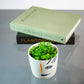 Baby Tears (Pilea depressa) in a 4 inch pot. Indoor plant for sale by Promise Supply for delivery and pickup in Toronto